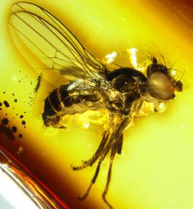 Sap fly in amber