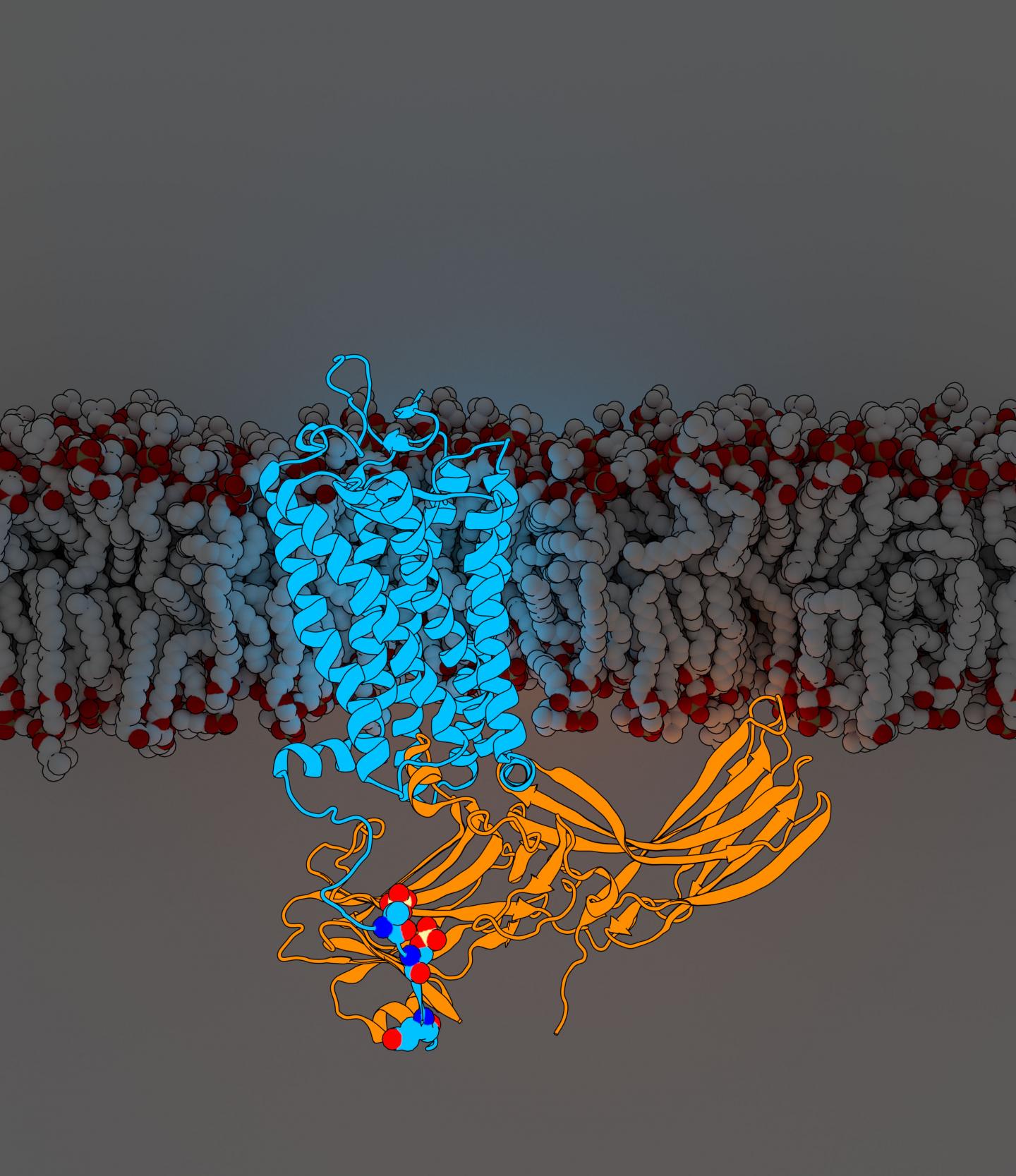 Rhodopsin Arrestin