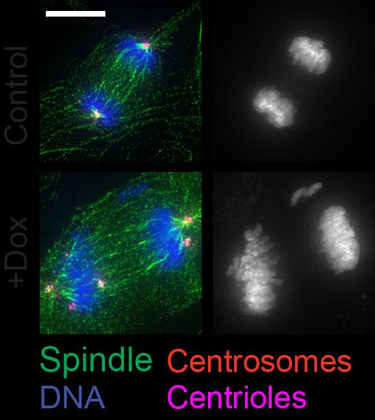 Chromosomes