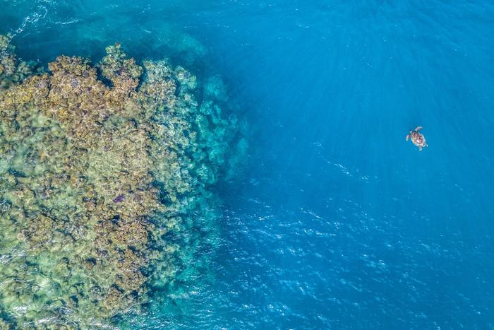 Sea turtle over a coral reef, Fiji