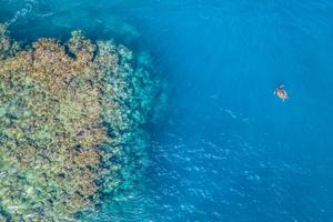 Sea turtle over a coral reef, Fiji