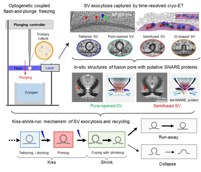 Decoding the kiss-shrink-run mechanism with time-resolved cryo-ET.