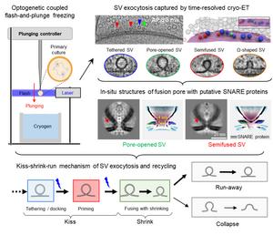 Decoding the kiss-shrink-run mechanism with time-resolved cryo-ET.