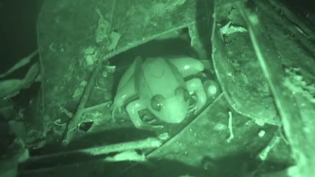 Tadpoles Hatch, Take Piggyback Ride with Dad
