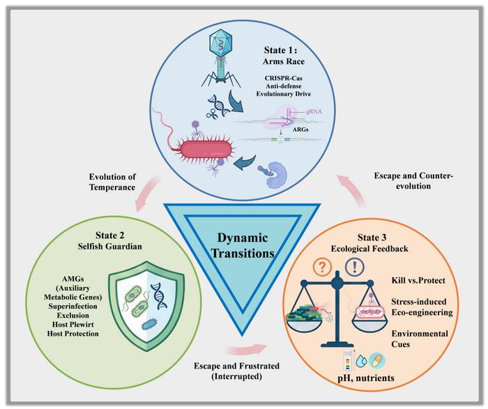 Reconsidering phage-host evolutionary triad for antimicrobial resistance control