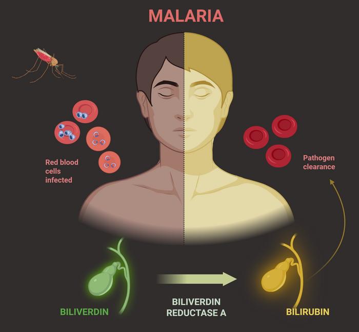 Malaria