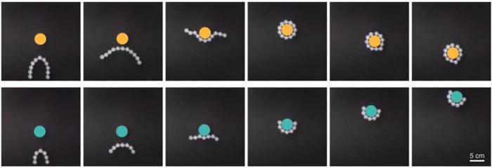 Picture 3. (Top) Link-bot wrapping around and retrieving an object. (Bottom) Link-bot transporting an object over a distance.