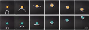 Picture 3. (Top) Link-bot wrapping around and retrieving an object. (Bottom) Link-bot transporting an object over a distance.