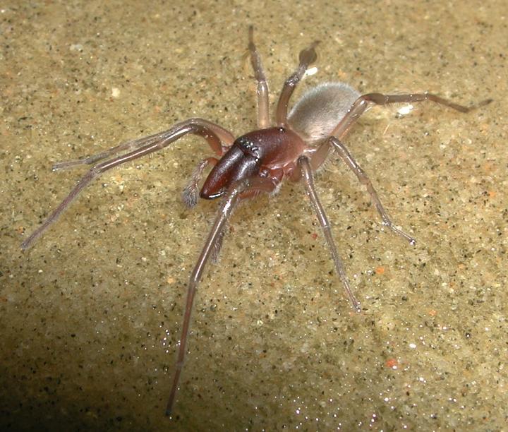 Male Golotype of the New Species <i>Desis bobmarleyi</i>