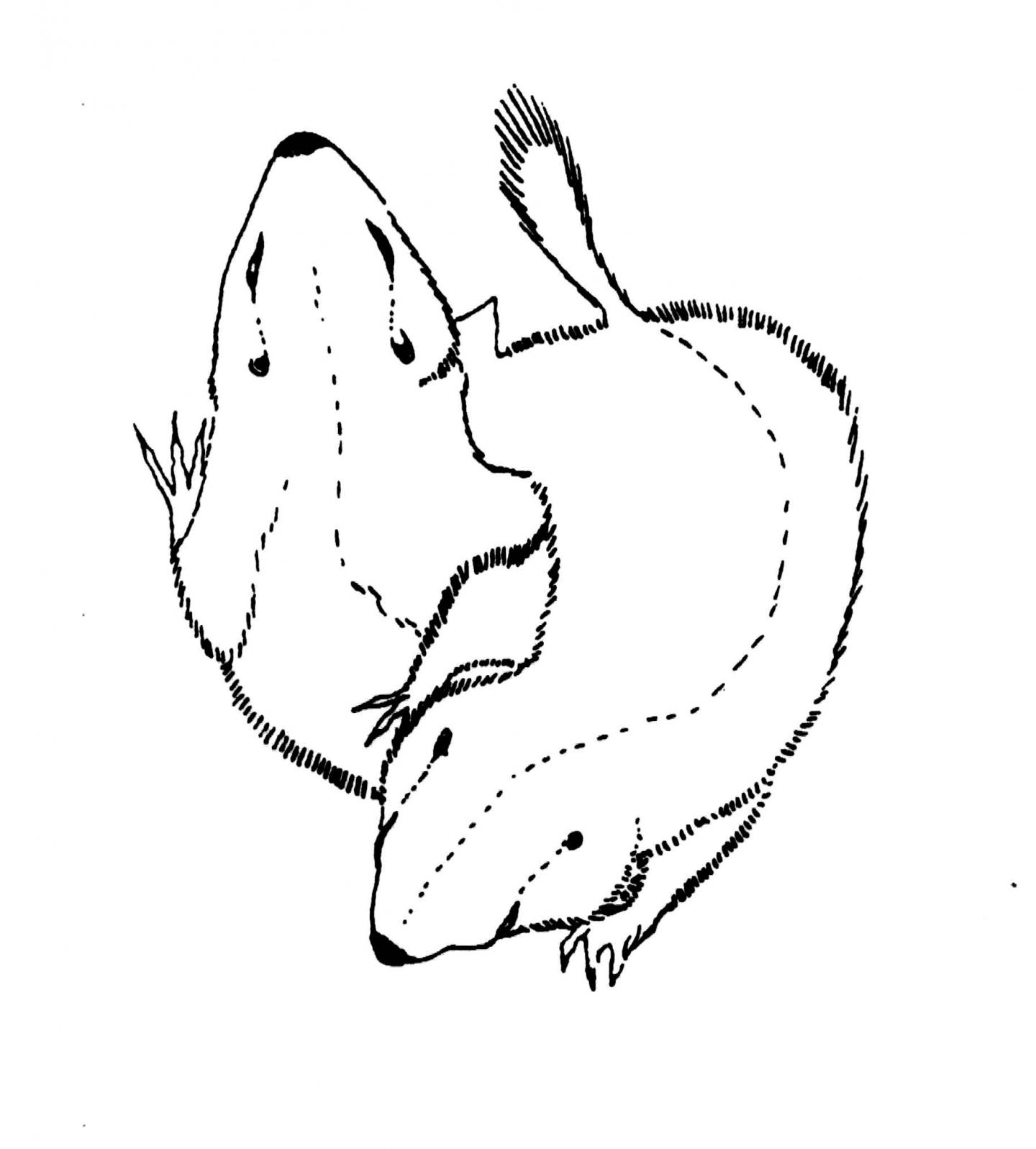 Females Aren't Always to Blame for Reproductive Failure, Squirrel Study Suggests (8 of 9)