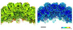 Figure 2: Views of Melbournevirus capsid before (left) and after (right) PASR processing