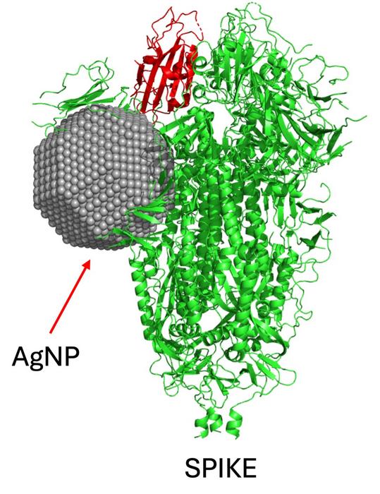 Silver nanoparticles produced by fungus could be used to prevent and treat COVID-19