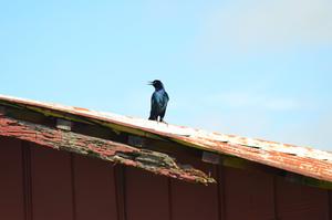 Male boat-tailed grackle
