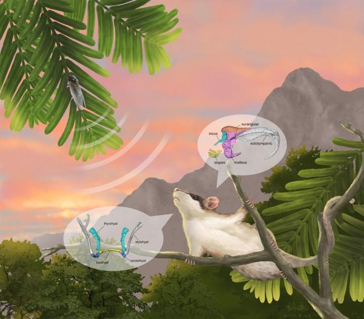 Reconstruction of <em>Sinobaatar pani</em>
