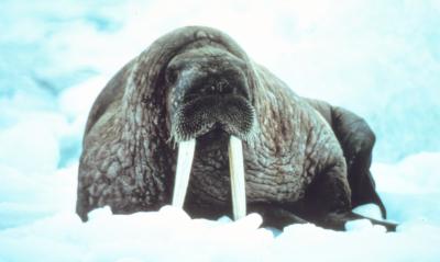 Large Walrus on the Ice