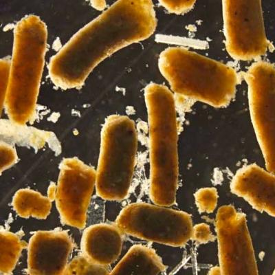 Fish Fecal Pellets