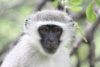 Vervet Monkey