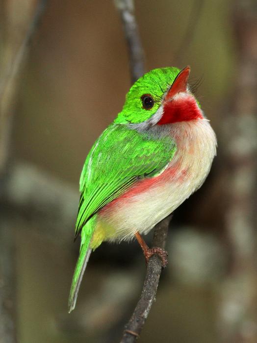Broad-billed Tody