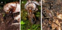 光合成をやめた植物3種の種子の運び手をカマドウマと特定（図3）