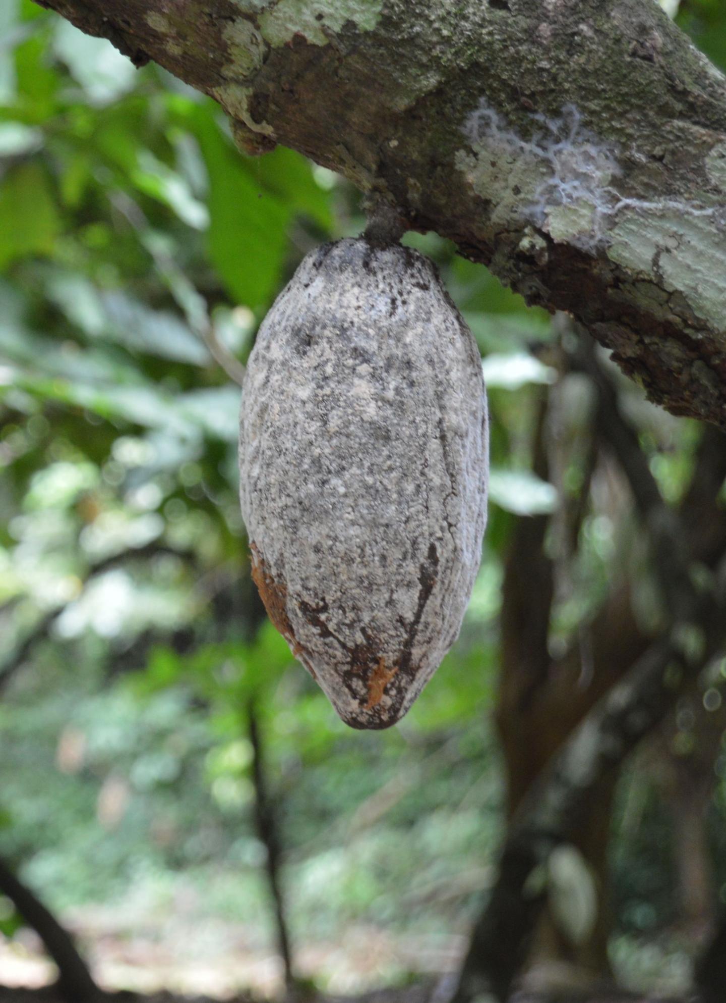Black Pod Rot