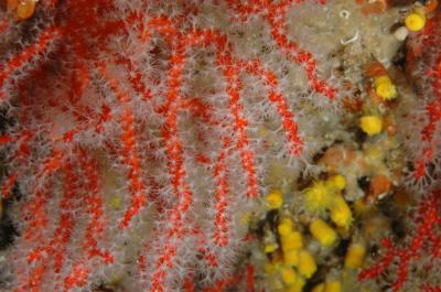 Red Coral