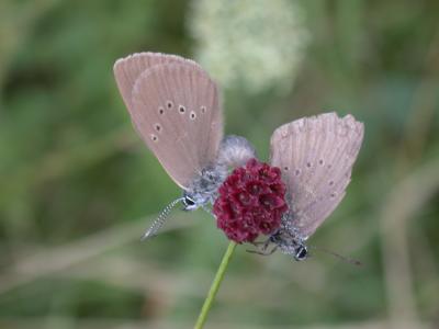 <I>Maculinea nausithous</I> (1 of 2)