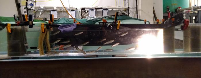 Young salmon swimming trial
