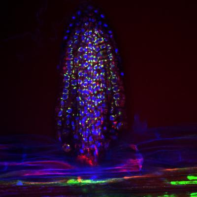 Fluorescent Micrograph of Bacteria on Emerging <i>Arabidopsis</i> Root