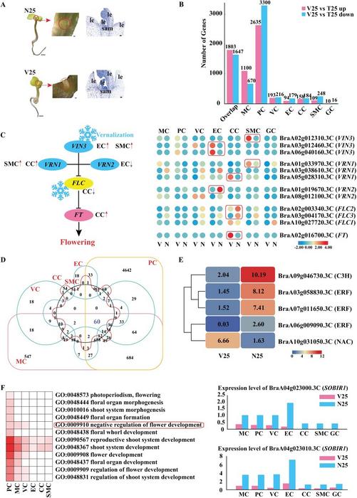 Differential gene expression patterns across various cell types during vernalization.