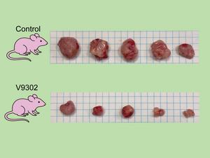 Control and V9302 treated mice