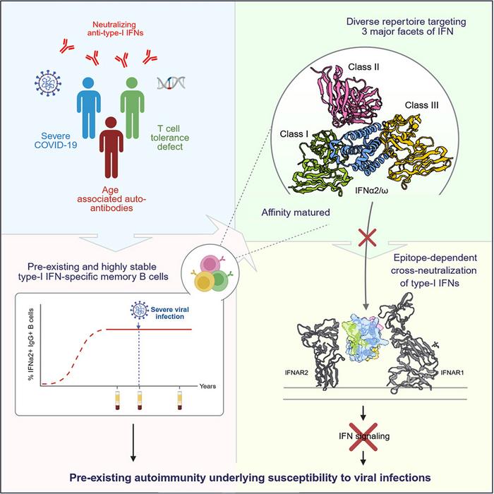 Autoimmunity