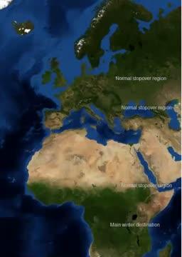 Displaced Cuckoos' Migration