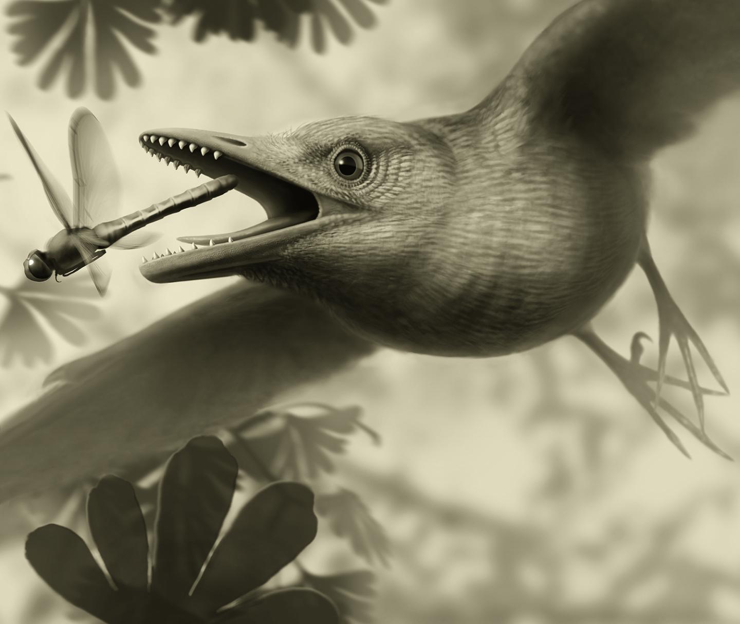 Enantiornithine bird illustration