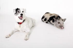Dog and pig