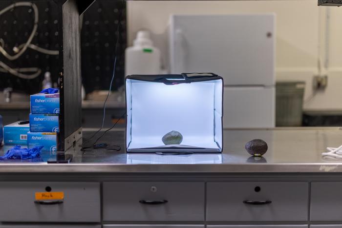 Avocado in a lightbox