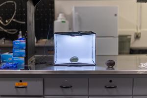 Avocado in a lightbox