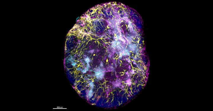 Three-dimensional imaging
