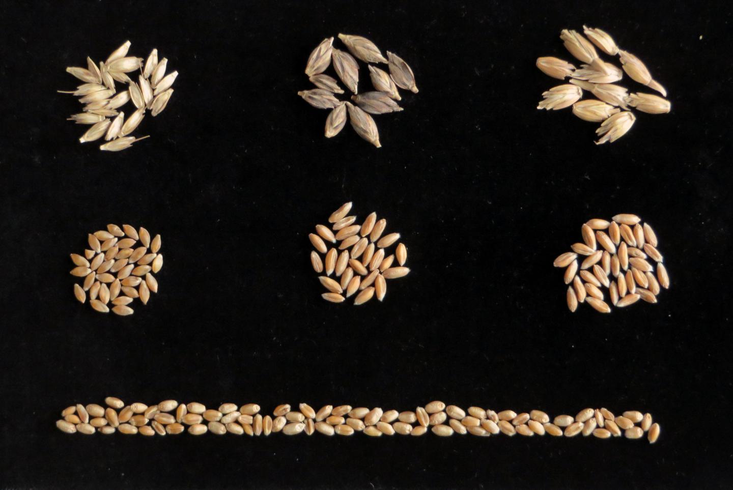 Ancient Grains