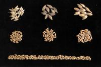 Ancient Grains