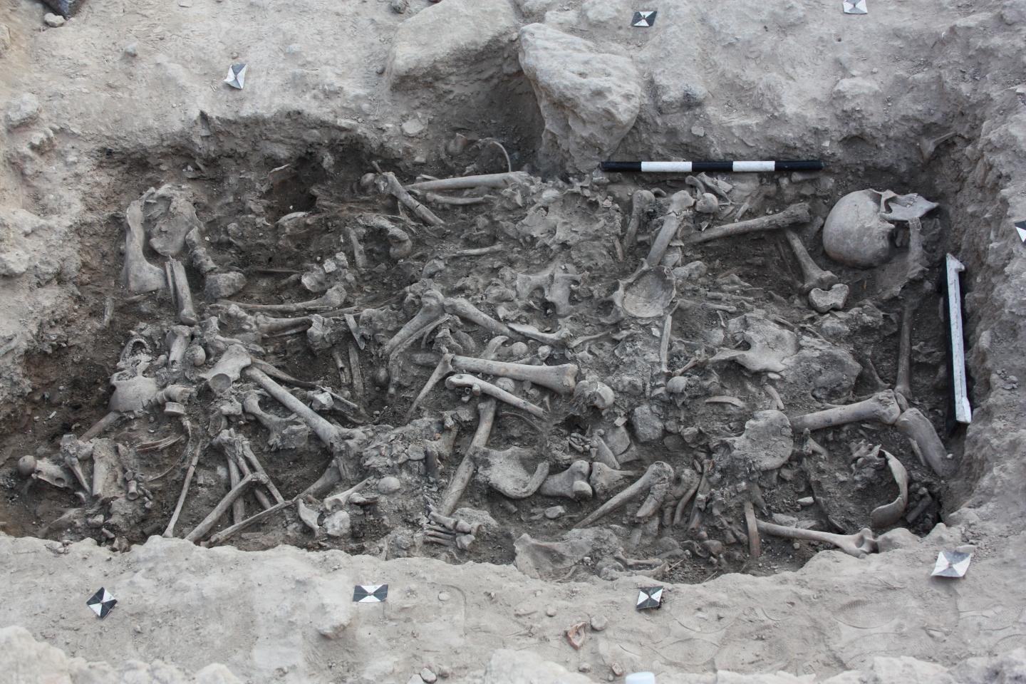 Crusader Bones