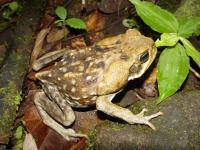 A Cane Toad