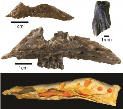 Fossils and 3D CT Model of <em>Galleonosaurus dorisae</em>