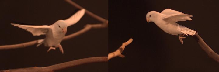 I Believe I Can...Hop: Foraging Parrotlets Optimize Energy During Short Flights (3 of 15)