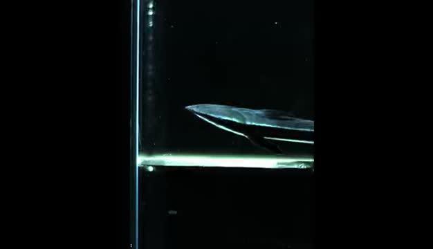 Swimming Remora