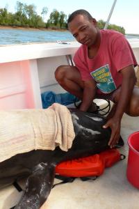 Melon-headed Whale Rescue