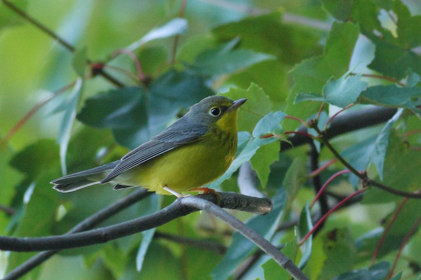 Canada Warbler
