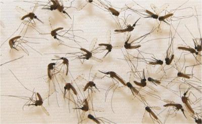 A New Era of Malaria Vaccine Development? (3 of 10)