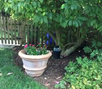 Gravid Aedes Trap