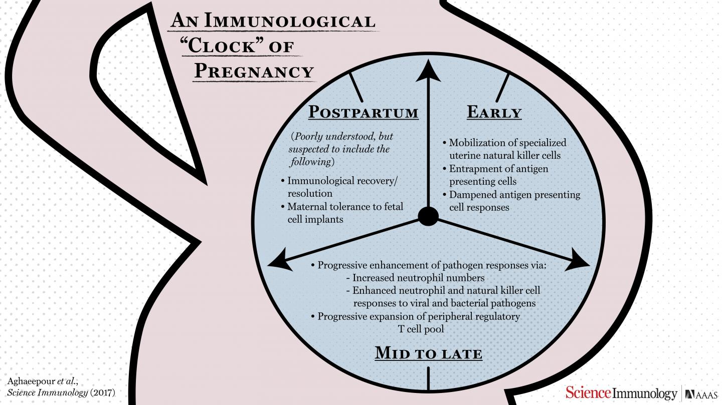 Timing is Everything: How the Immune System Adapts Throughout Pregnancy (1 of 3)