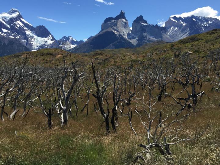 Nothofagus Antarctica in Chile